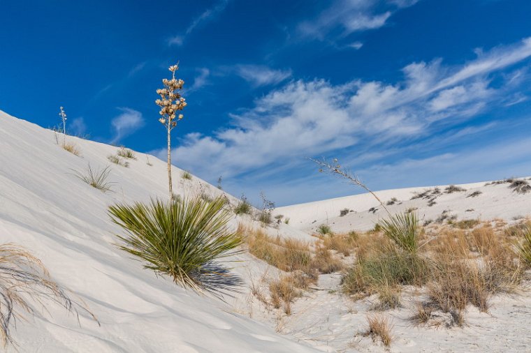 021 White Sands NM.jpg